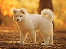 Akita-inu balası
