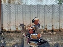 Qırqovul