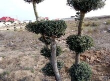 Zeytun ağacları