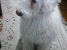 Pudel