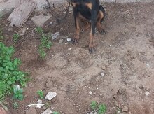 Doberman