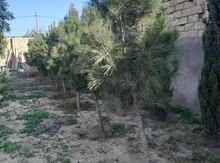 Eldar şamı