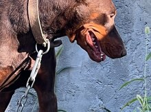 Doberman