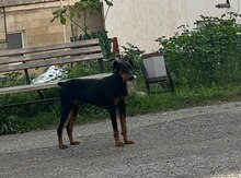 Doberman 