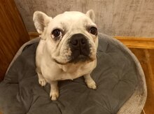 Buldoq