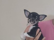 Çixuaxua 