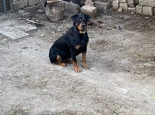 Rotveyler (cütləşdirmək üçün)