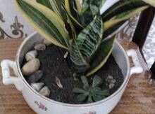 Sansevieria