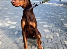 Doberman