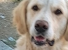 Labrador Retriver