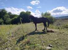 Atlar
