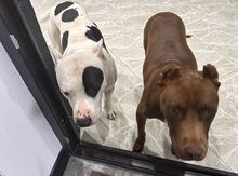 Pitbul balaları