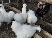 Ponpon cücələr