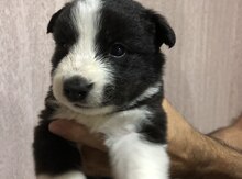 Хаски