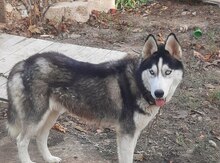 Haski  