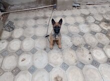 Belçika ovçarkası