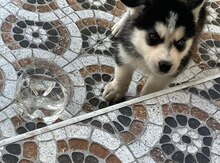 Haski