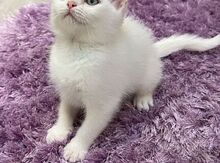 Şinşilla pişiyi