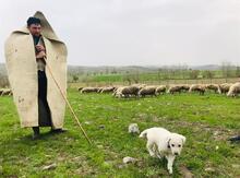 Kənd təsərrüfatı işi axtarıram