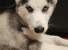 Haski
