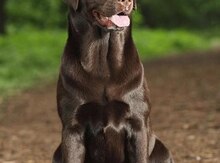 Labrador 