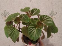 Begoniya 