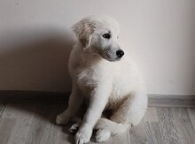 Qızılı Retriver 