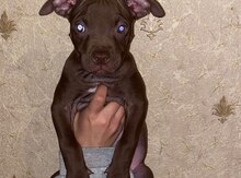 Pitbul