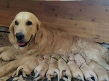 Qızılı Retriver balaları