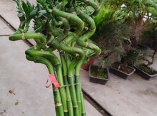 Bambuk bitkisi