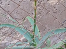 Otaq bitkisi "Aloe"