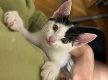 Котенок в добрые руки