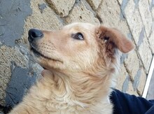Labrador Retriver