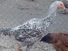 Heyratı beçəsi