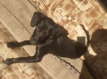 Labrador Retriver