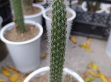 Kaktus 