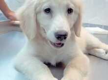 Labrador Retriver