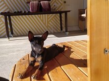 Miniature Pinscher