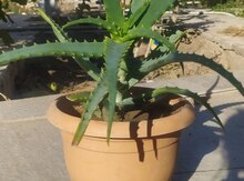 "Aloe vera" bitkisi