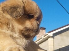 Pekines balaları