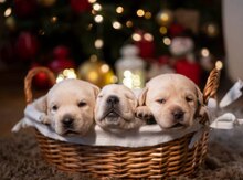 Labrador Retriver