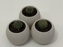 Kaktuslar