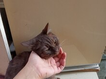 Pişik 