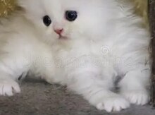Şinşilla pişiyi