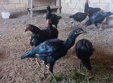 Heyratı xoruzu və fərələri