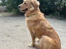 Golden retriver 