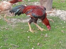 Heyratı xoruzu