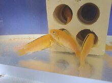 "Limonçik" akvarium balığı