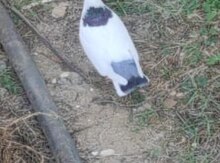 Göyərçin