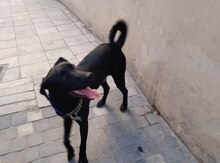 Labrador Retriver